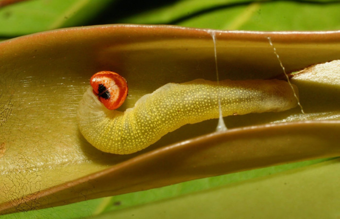 Figura 13. Dorsal entero <i>Potamanaxas confusa</i>, (Hesperiidae), en la planta <i>Satyria panurensis</i> (Ericaceae). Sector Pitilla, Medrano, (elevación 380 metros). Colectada 7 julio 2009. (09-SRNP-71252-DHJ461080.jpg).