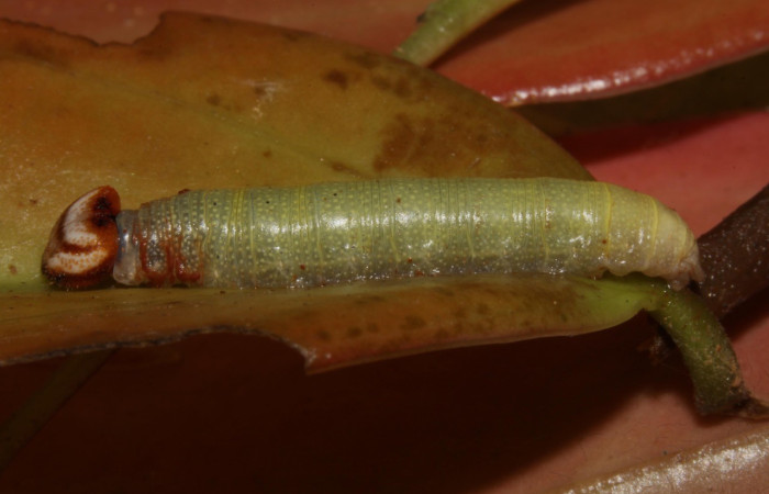 Figura 14. Dorsal entero <i>Potamanaxas melicertes</i>, (Hesperiidae), en la planta <i>Satyria panurensis</i> (Ericaceae). Sector Pitilla, Estacion Pitilla, (elevación 675 metros). Colectada 30 setiembre 2013. (13-SRNP-31335-DHJ701639.jpg).