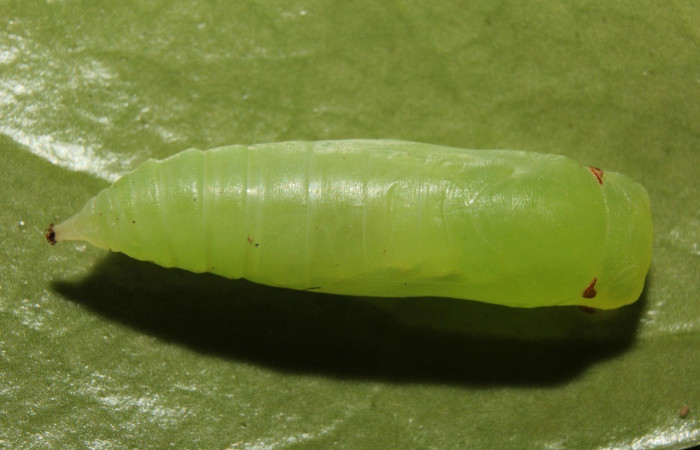 Figura 15. Pupa Dorsal entero <i>Potamanaxas Confusa</i>, (Hesperiidae). Sector Pitilla, Bullas, (elevación 440 metros). Colectada 25 marzo 2014. (14-SRNP-70705-DHJ722755.jpg).