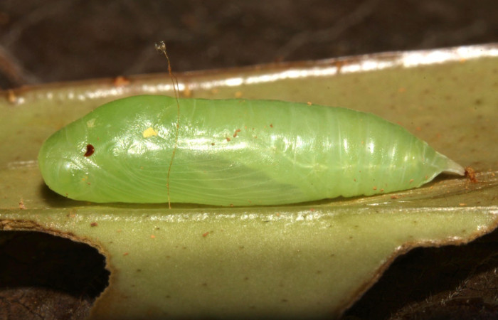 Figura 16. Pupa Dorsal entero <i>Potamanaxas melicertes</i>, (Hesperiidae). Sector Pitilla, Estacion Pitilla, (elevación 675 metros). Colectada 30 setiembre 2013. (13-SRNP-31335-DHJ701691.jpg).