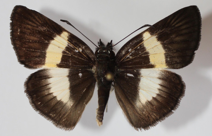 Figura 18. Adulto <i>Potamanaxas melicertes</i> (Hesperiidae), posición vista dorsal. (14-SRNP-30393-DHJ585518).