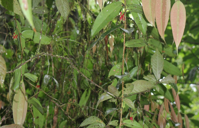 Figura 19. Bejuco <i>Satyria panurensis</i>, (Ericaceae), de <i>Potamanaxas melicertes</i>, (Hesperiidae). Foto, Jorge Hernández.