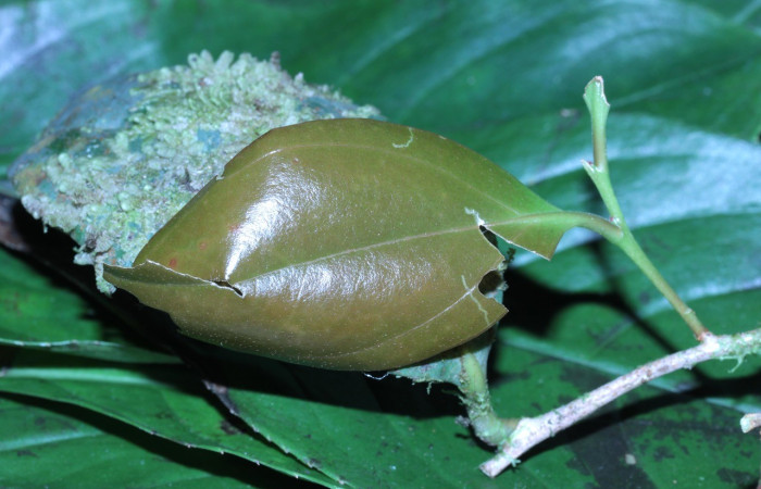 Figura 1. Casita de la larva <i>Potamanaxas melicertes</i>, (Hesperiidae), en la planta <i> Psammisia ramiflora</i> (Ericaceae). Sector Pitilla, Sendero Orosilito, (elevación 900 metros). Colectada 5 marzo 2014. (14-SRNP-30393-DHJ720608.jpg).