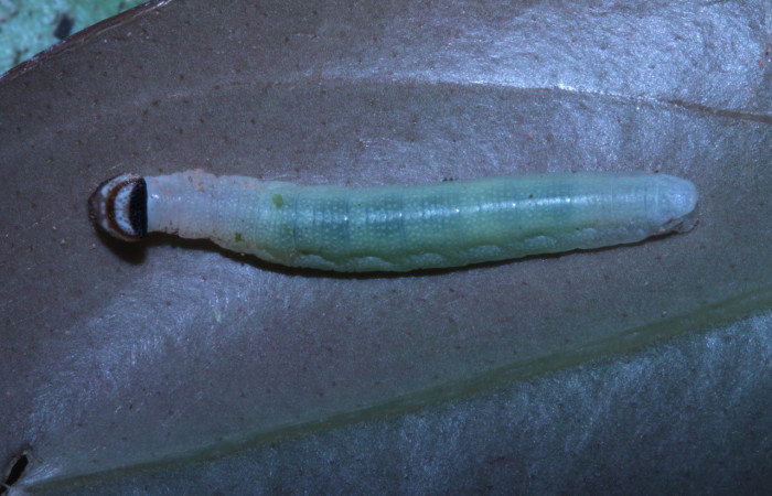 Figura 2. Dorsal entero <i>Potamanaxas melicertes</i>, (Hesperiidae), en la planta <i> Psammisia ramiflora</i> (Ericaceae). Sector Pitilla, Sendero Orosilito, (elevación 900 metros). Colectada 5 marzo 2014. (14-SRNP-30393-DHJ720609.jpg).