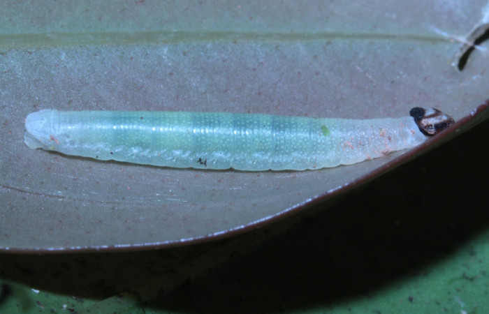 Figura 3. Lateral entero <i>Potamanaxas melicertes</i>, (Hesperiidae), en la planta <i> Psammisia ramiflora</i> (Ericaceae). Sector Pitilla, Sendero Orosilito, (elevación 900 metros). Colectada 5 marzo 2014. (14-SRNP-30393-DHJ720617.jpg).