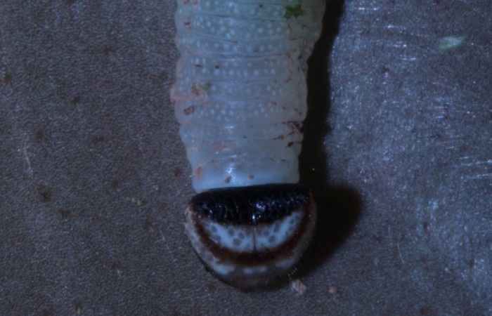 Figura 4. Cabeza <i>Potamanaxas melicertes</i>, (Hesperiidae), en la planta <i> Psammisia ramiflora</i> (Ericaceae). Sector Pitilla, Sendero Orosilito, (elevación 900 metros). Colectada 5 marzo 2014. (14-SRNP-30393-DHJ720610.jpg).