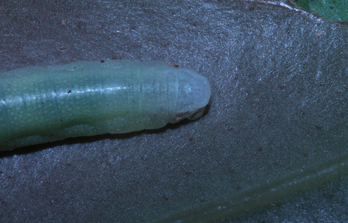 Figura 5. Dorsal <i>Potamanaxas melicertes</i>, (Hesperiidae), en la planta <i> Psammisia ramiflora</i> (Ericaceae). Sector Pitilla, Sendero Orosilito, (elevación 900 metros). Colectada 5 marzo 2014. (14-SRNP-30393-DHJ720612.jpg).