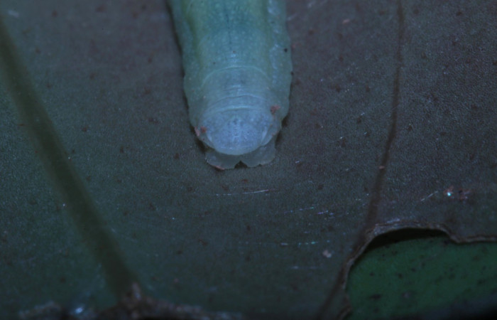 Figura 6. Parte posterior <i>Potamanaxas melicertes</i>, (Hesperiidae), en la planta <i> Psammisia ramiflora</i> (Ericaceae). Sector Pitilla, Sendero Orosilito, (elevación 900 metros). Colectada 5 marzo 2014. (14-SRNP-30393-DHJ720613.jpg).