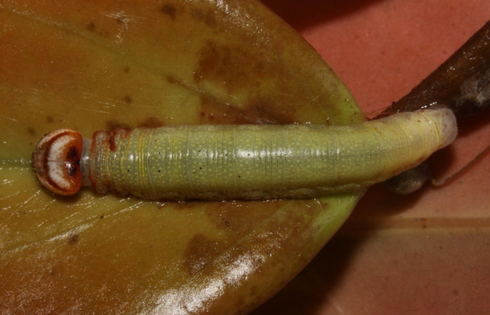 Figura 7. Dorsal entero <i>Potamanaxas melicertes</i>, (Hesperiidae), en la planta <i>Satyria panurensis</i> (Ericaceae). Sector Pitilla, Estacion Pitilla, (elevación 675 metros). Colectada 30 setiembre 2013. (13-SRNP-31335-DHJ701638.jpg).