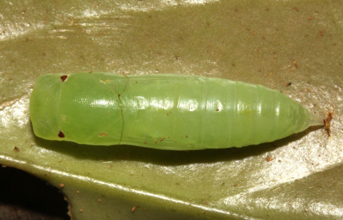 Figura 8. Pupa Dorsal entero <i>Potamanaxas melicertes</i>, (Hesperiidae). Sector Pitilla, Estacion Pitilla, (elevación 675 metros). Colectada 30 setiembre 2013. (13-SRNP-31335-DHJ701692.jpg).