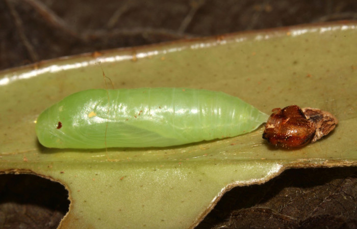 Figura 9. Pupa Lateral entero <i>Potamanaxas melicertes</i>, (Hesperiidae). Sector Pitilla, Estacion Pitilla, (elevación 675 metros). Colectada 30 setiembre 2013. (13-SRNP-31335-DHJ701693.jpg).