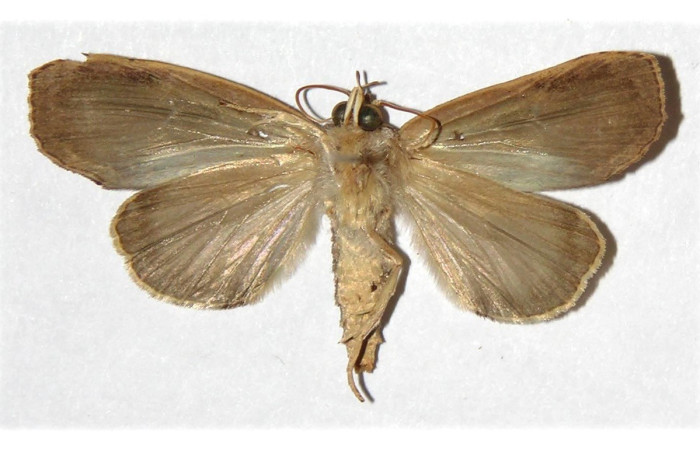 Fig. 16. Vista ventral de <i>Iscadia purpurascens</i> (Nolidae). Voucher: 02-SRNP-29980-DHJ312413