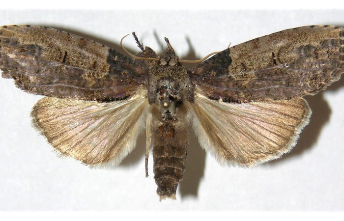 Fig. 11. Adulto de <i>Iscadia</i> Poole05 (Nolidae), las alas anteriores suelen ser de color marrón o grisáceo, con patrones oscuros que proporcionan un excelente camuflaje en su entorno natural. Voucher: 03-SRNP-26170-DHJ312402.