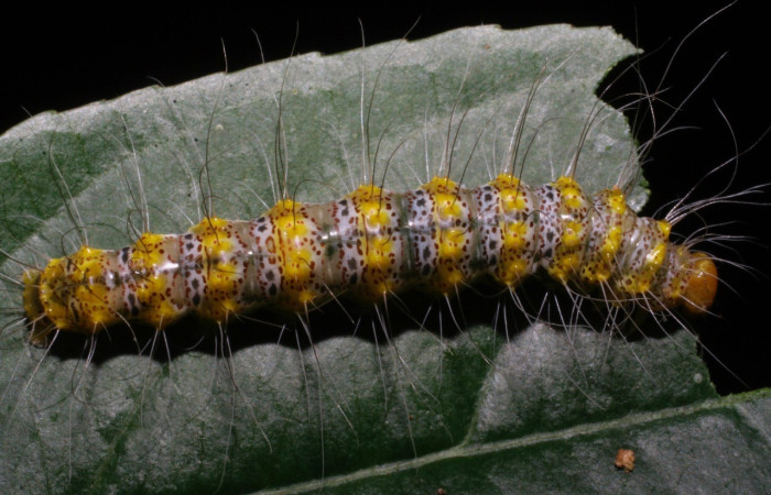 Fig. 5. Larva de <i>Iscadia</i> Poole05 (Nolidae), vista dorsal. Voucher: 08-SRNP-23264-DHJ445440.jpg