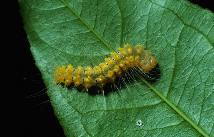 Fig. 1. Larva de <i>Iscadia</i> Poole05. (Nolidae), larva en U estadio en su planta hospedera, <i>Sebastiania pavoniana</i> (Euphorbiaceae), con una longitud de 21 mm proximadamente. Voucher: 82-SRNP-680-DHJ4564.jpg