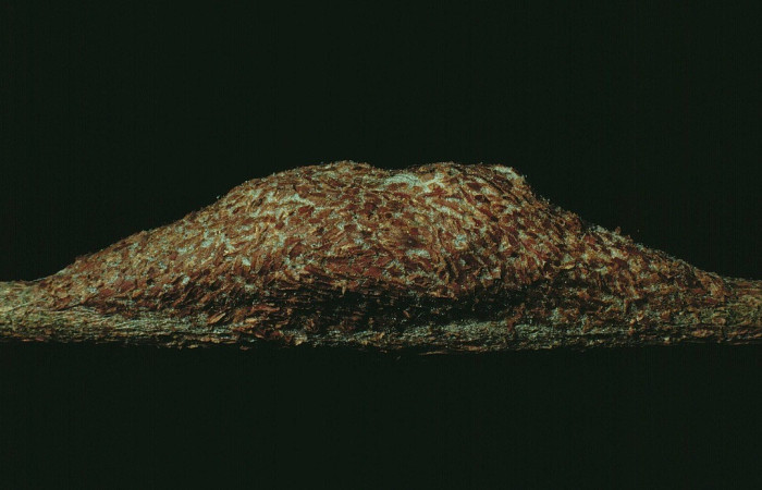 Fig. 10. Vista lateral de la pupa de <i>Iscadia</i> Poole05. En la planta hospedera <i>Sebastiania pavoniana</i> (Euphorbiaceae). Voucher: 90-SRNP-2404-DHJ13603.jpg