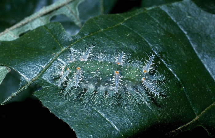 Fig.11 Larva <i>Natada incandescens</i>, (Limacodidae), se alimenta <i>Croton billbergianus</i>, (Euphorbiaceae), mostrando la parte dorsal entero. Voucher: 04-SRNP-40098-DHJ82937.jpg.
