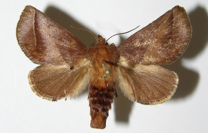 Fig.17 Adulto <i>Natada lalogamezi</i>, Limacodidae,  mostrando la parte dorsal. Voucher: 03-SRNP-5821-DHJ336788.