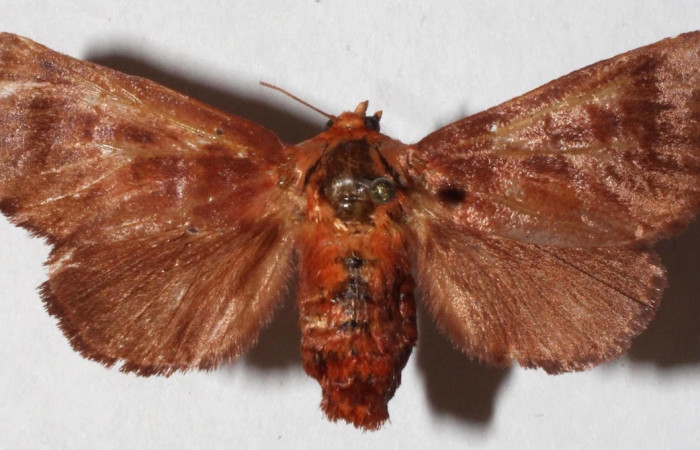 Fig.1 Adulto <i>Natada incandescens</i>, Limacodidae,  mostrando la parte dorsal. Voucher: 15-SRNP-2355-DHJ917750.