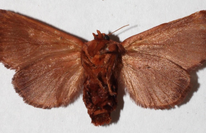 Fig.2 Adulto <i>Natada incandescens</i>, Limacodidae,  mostrando la parte ventral. Voucher: 15-SRNP-2355-DHJ917751.