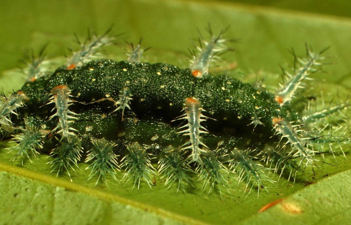 Fig.3 Larva <i>Natada incandescens</i>, (Limacodidae), se alimenta <i>Citrus limetta</i> (introducido), (Rutaceae), mostrando la parte dorsal lateral. Voucher: 00-SRNP-14900-DHJ55638.jpg.