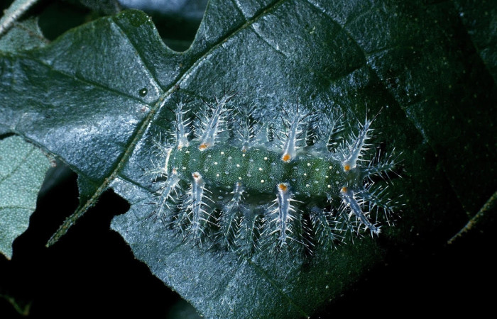 Fig.10 Larva <i>Natada incandescens</i>, (Limacodidae), se alimenta <i>Croton billbergianus</i>, (Euphorbiaceae), mostrando la parte dorsal entero. Voucher: 04-SRNP-40098-DHJ82934.jpg.
