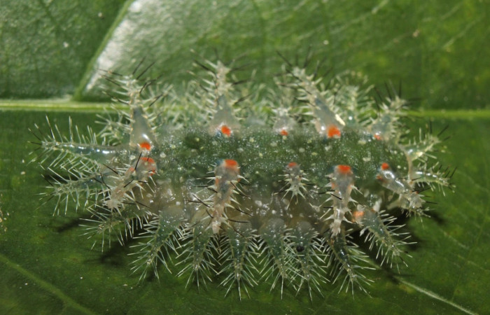 Fig.13 Larva <i>Natada incandescens</i>, (Limacodidae), se alimenta <i>Alchornea latifolia</i>, (Euphorbiaceae), mostrando la parte dorsal entero. Voucher: 14-SRNP-70864-DHJ722881.jpg.