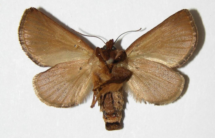 Fig.18 Adulto <i>Natada lalogamezi</i>, Limacodidae,  mostrando la parte ventral. Voucher: 03-SRNP-5821-DHJ336788.