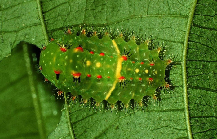 Fig. 20 Larva <i>Natada lalogamezi</i>, (Limacodidae), se alimenta <i>Acalypha diversifolia</i>, (Euphorbiaceae), mostrando la parte dorsal entero. Voucher: 97-SRNP-7137-DHJ43754.jpg.