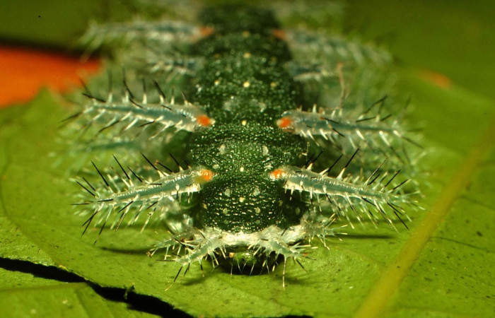 Fig.5 Larva <i>Natada incandescens</i>, (Limacodidae), se alimenta <i>Citrus limetta</i> (introducido), (Rutaceae), mostrando la cabeza. Voucher: 00-SRNP-14900-DHJ55640.jpg