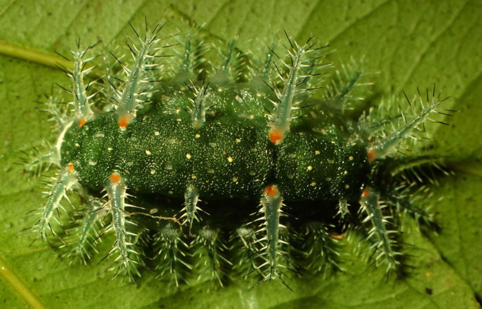 Fig.6 Larva <i>Natada incandescens</i>, (Limacodidae), se alimenta <i>Citrus limetta</i>(introducido), (Rutaceae), mostrando la parte dorsal entero. Voucher: 00-SRNP-14900-DHJ55642.jpg.