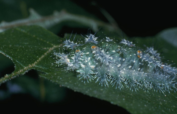 Fig.8 Larva <i>Natada incandescens</i>, (Limacodidae), se alimenta <i>Croton billbergianus</i>, (Euphorbiaceae), mostrando la parte lateral tórax. Voucher: 04-SRNP-40098-DHJ82931.jpg.