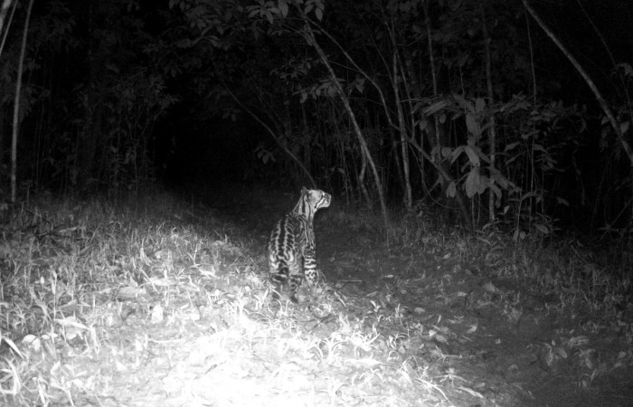 Figura. 1. Ocelote <i>Leopardus pardalis</i> (Felidae), foto captada por cámara trampa, 16 Agosto 2022, en Estación Biológica Quica, Sector Pitilla Area de Conservación Guanacaste (ACG) (470m).