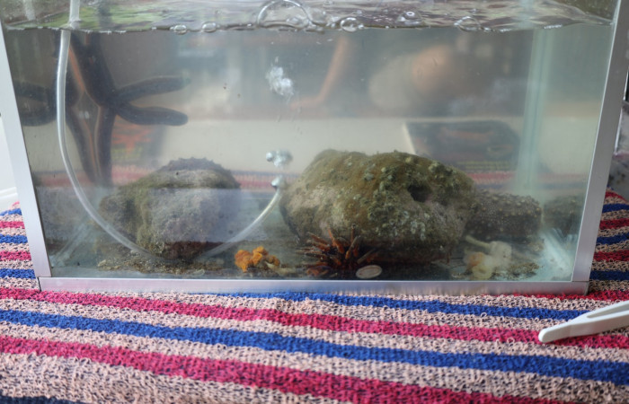 Comunidad de Cuajiniquil, La Cruz.  Fuente: Melissa Espinoza, 2025.