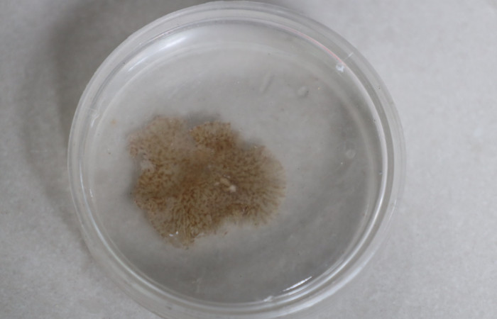 Comunidad de Cuajiniquil, La Cruz.  Fuente: Melissa Espinoza, 2025.