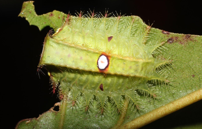 Larva en posición dorsal de <i>Natada subpectinata</i> (Limacodidae), U estadio. Sector San Cristóbal, Puente Palma. Voucher 17-SRNP-1894-DHJ704681.jpg.