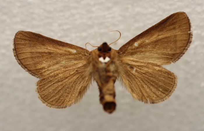  Adulto en posición ventral de <i>Natada subpectinata</i>
(Limacodidae). Sector San Cristóbal, Rió Blanco Abajo. Voucher 18-SRNP-1634-DHJ951441.