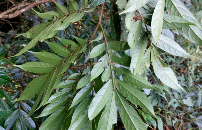  <i>Inga micheliana</i> (Fabaceae), planta hospedera de <i>Natada subpectinata</i> (Limacodidae). Sector San Cristóbal, Bosque Transición. Foto, Elda Araya, 7 Julio 2025