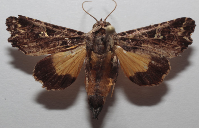 Fig. 1 Adulto <i>Argyrosticta ditissima</i> (Noctuidae), vista dorsal mide 33mm. Ojochal, Sector Santa Rosa  10m. 20-SRNP-46905-DHJ728751.jpg