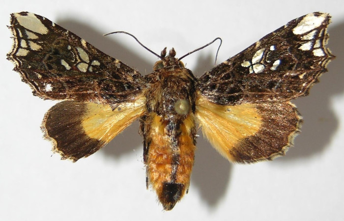 Fig. 9 Adulto <i>Argyrosticta aurifundens</i> (Noctuidae), vista dorsal mide 33mm. Estacion Quica , Sector Pitilla  10m. 09-SRNP-73964-DHJ522036