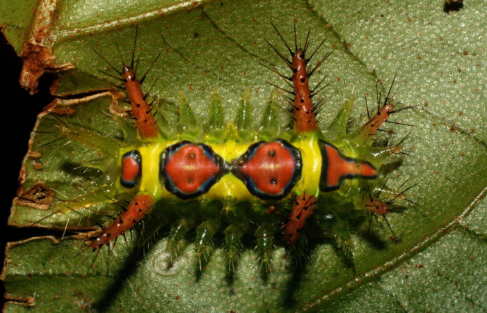 Figura 1. <i>Euclea</i> busckiDHJ03 (Limacodidae), último estadio, posición dorsal, Estación Quica. Voucher 08-SRNP-72491-DHJ447302.jpg.
