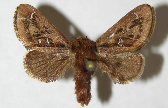 Figura 4. Adulto de <i>Euclea</i> busckiDHJ01 (Limacodidae), vista dorsal. Voucher 08-SRNP-72491-DHJ500796.jpg.