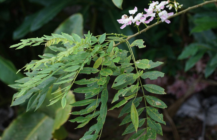 Figura 8. <i>Gliricidia sepium</i> (Fabaceae), planta hospedera de <i>Euclea</i> busckiDHJ03 (Limacodidae). Foto. Especies vegetales del Area de Conservación Guanacaste. Costa Rica.