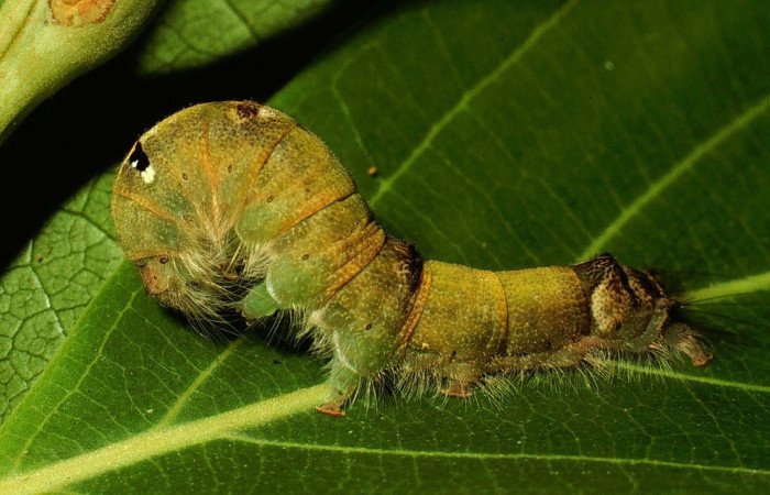 Figura 1. Larva de <i>Euglyphis libnites</i> (Lasiocampidae). Parte lateral. Voucher: 01-SRNP-1775-DHJ57801.jpg.