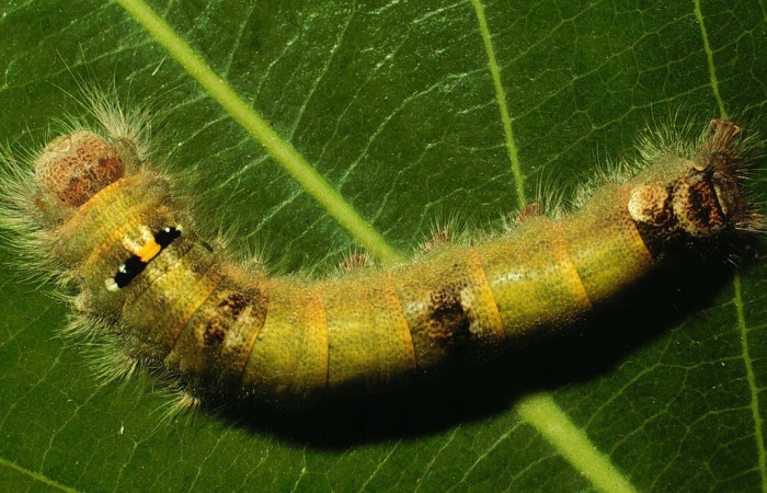 Figura 2. Larva de <i>Euglyphis libnites</i> (Lasiocampidae). Parte dorsal. Voucher: 01-SRNP-1775-DHJ57803.jpg.