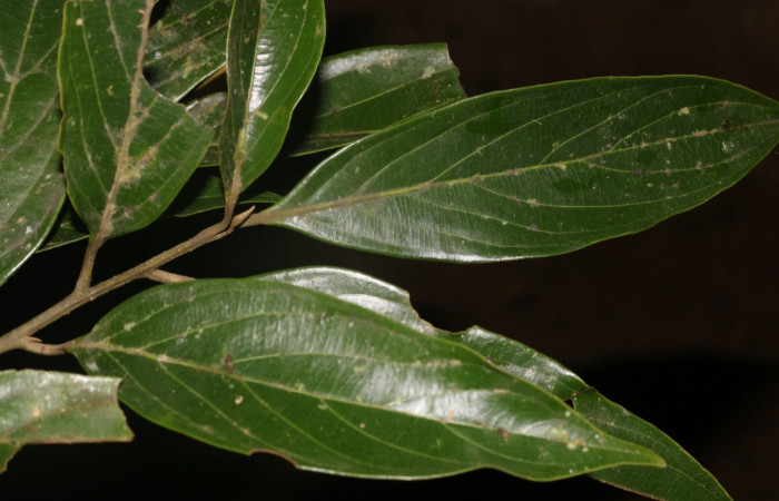 Figura 8. Hojas de <i>Nectandra membranacea</i> (Lauraceae) una  de las plantas hospederas de la que se alimenta <i>Euglyphis jessiehillae</i> 
 (Lasiocampidae) Foto: ACG.