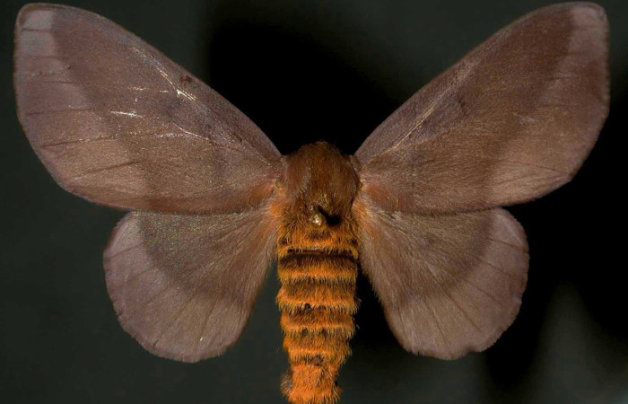 Figura 1. Adulto de <i>Ptiloscola dargei</i> (Saturniidae) (macho) vista dorsal 00-SRNP-3180-DHJ31315)