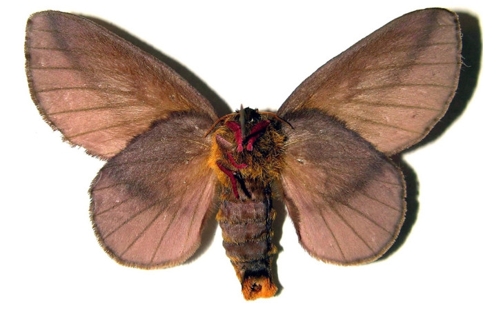 Figura 4. Adulto de <i>Ptiloscola dargei</i> (Saturniidae) (hembra) vista ventral. (03-SRNP-27491-DHJ91617)