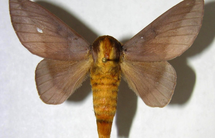 Figura 6. Adulto de <i>Ptiloscola</i> dargeiDHJ02, (Saturniidae) (hembra) vista dorsal (06-SRNP-57689-DHJ361372)