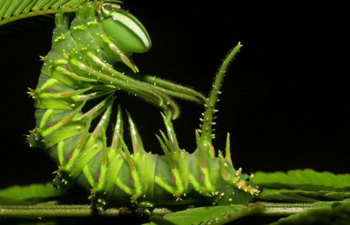 Figura 11. Larva de <i>Ptiloscola</i> dargeiDHJ02 (Saturniidae).  vista lateral (06-SRNP-57689-DHJ417875)